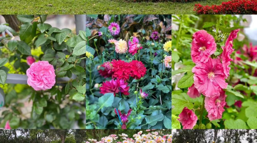 【台北】四季折々いろんなお花が楽しめる無料の花園「士林官邸」の見どころとは！